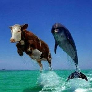 Meet your Posher, Cesar